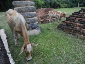 Making friends at Wat Chedi Si Hong, Sukhothai, Thailand.