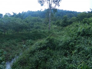 The uplands of ANgkor, Cambodia.